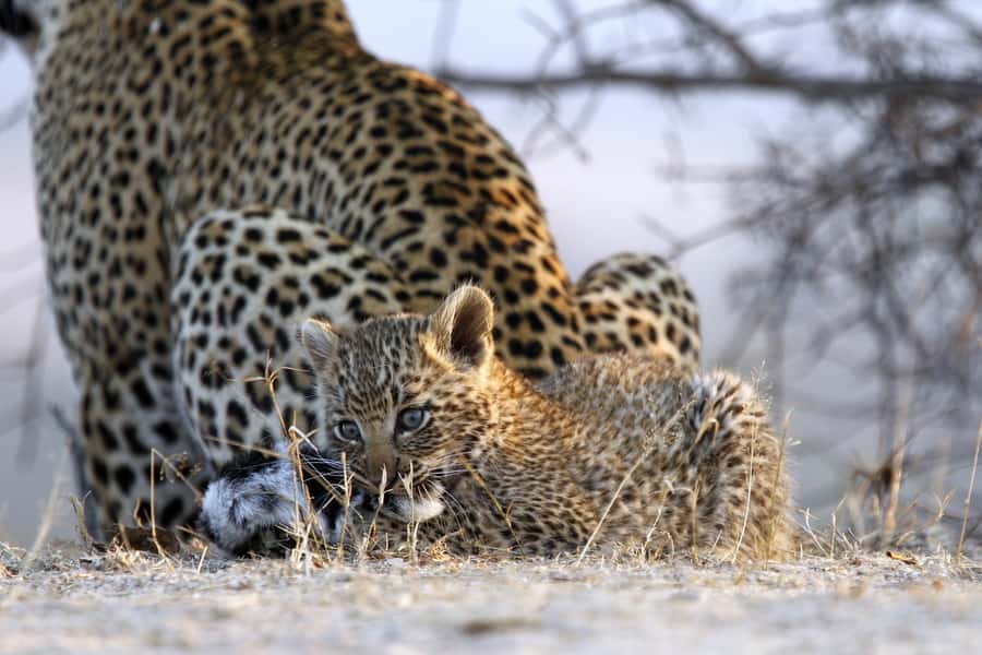 Hazyview: Private Full-Day Guided Kruger Safari - Key points to know before you book