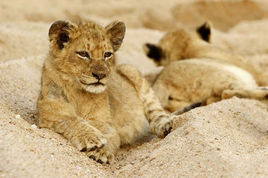 Hazyview: Private Full-Day Guided Kruger Safari - Leaving Hazyview for a private Kruger day