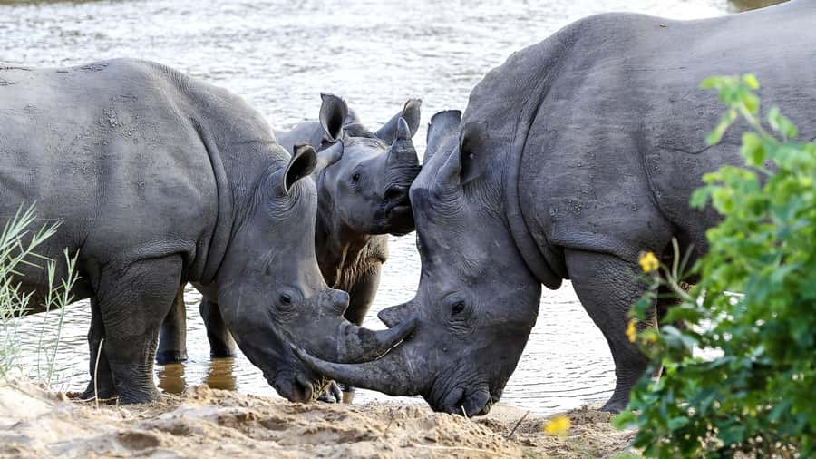 Hazyview: Private Full-Day Guided Kruger Safari - Breakfast after the morning drive