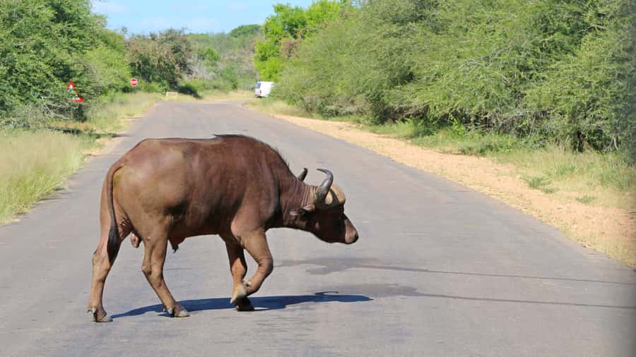 Hazyview: Private Full-Day Guided Kruger Safari - The second three-hour drive through rivers and mountain areas
