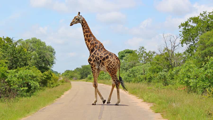 Hazyview: Private Full-Day Guided Kruger Safari - Lunch and the last sightings on the way out
