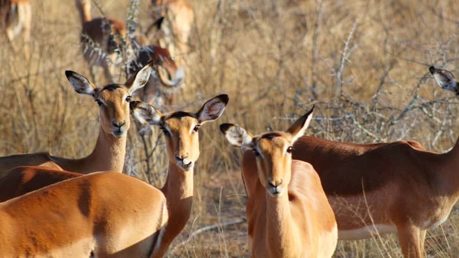 Hazyview: Private Full-Day Guided Kruger Safari - What the guiding adds to the price