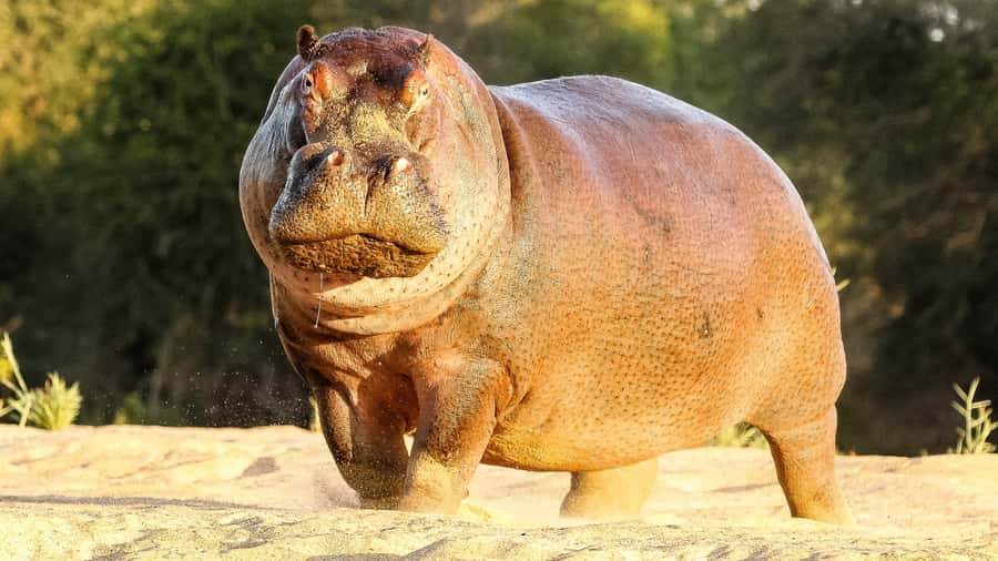 Hazyview: Private Full-Day Guided Kruger Safari - Who will enjoy this safari most
