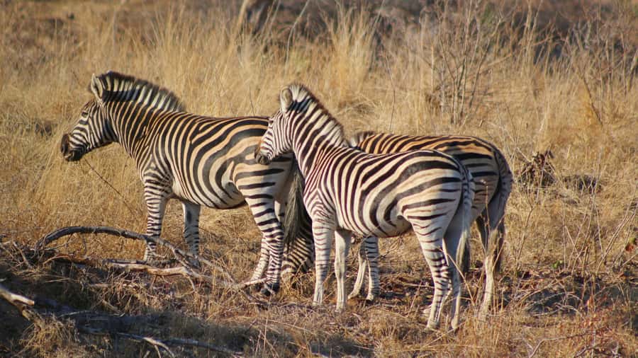 Hazyview: Private Full-Day Guided Kruger Safari - Timing, cancellation, and practical planning