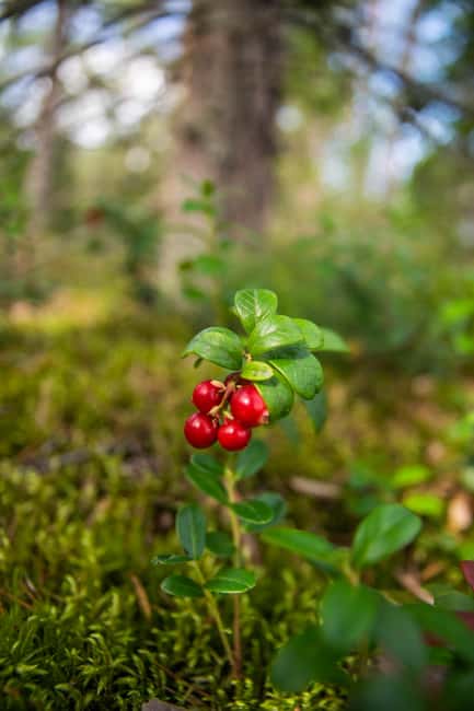 Helsinki: Nuuksio National park hiking with campfire lunch - Who will enjoy this outing most?
