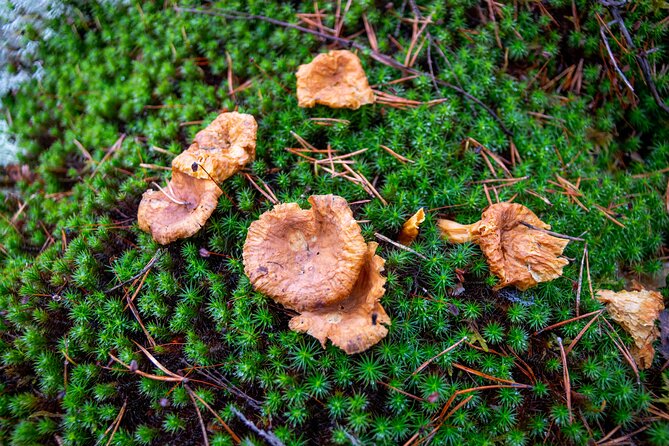 Helsinki: Nuuksio National park hiking with campfire lunch - What the campfire lunch is really like