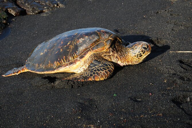 Hilo Shore Excursion: Volcanoes National Park & Black Sand Beach - The guides make the difference