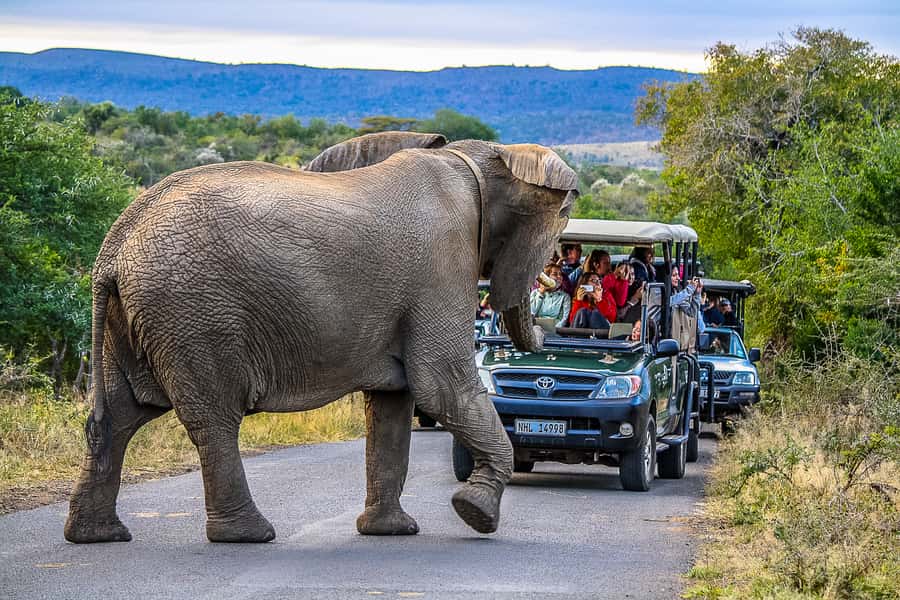 Hluhluwe-Imfolozi: Big 5 Full or Half-Day Safari - Key points to know before you book