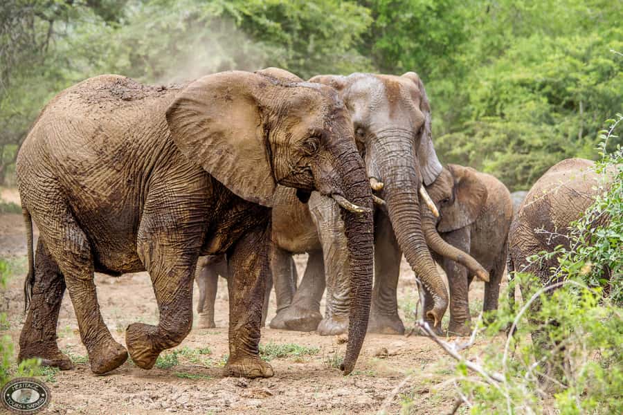 Hluhluwe-Imfolozi: Big 5 Full or Half-Day Safari - Inside the park with a ranger