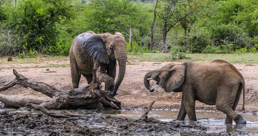 Hluhluwe-Imfolozi: Big 5 Full or Half-Day Safari - Looking for the Big 5