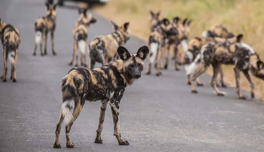 Hluhluwe-Imfolozi: Big 5 Full or Half-Day Safari - Breakfast in the bush