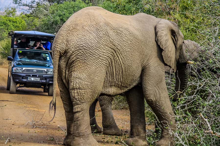 Hluhluwe-Imfolozi: Big 5 Full or Half-Day Safari - Lunch is a South African braai