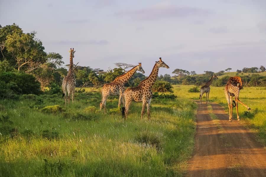 Hluhluwe-Imfolozi: Big 5 Full or Half-Day Safari - What the 390 to 510 minutes really means