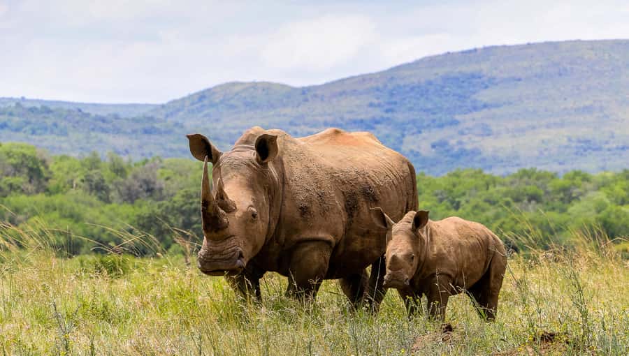 Hluhluwe-Imfolozi: Big 5 Full or Half-Day Safari - Small-group comfort and guide quality