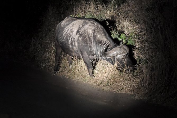 Hluhluwe/iMfolozi Game Reserve Full Day Game Drive - Why Hluhluwe-iMfolozi makes a strong safari choice