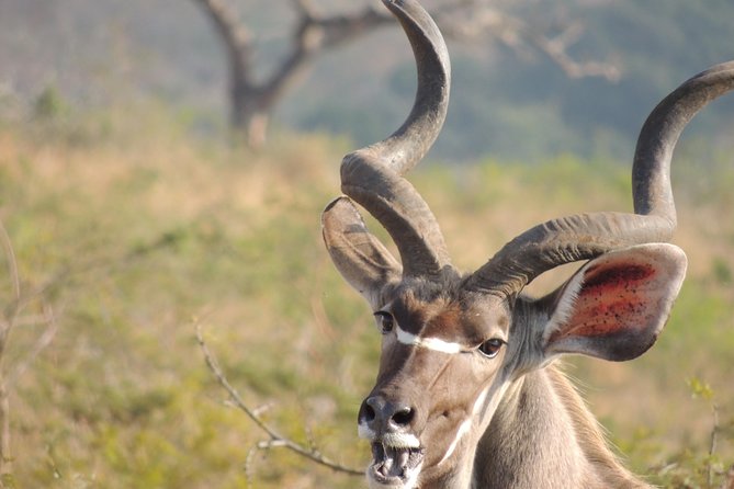 Hluhluwe/iMfolozi Game Reserve Full Day Game Drive - Who will enjoy this private game drive