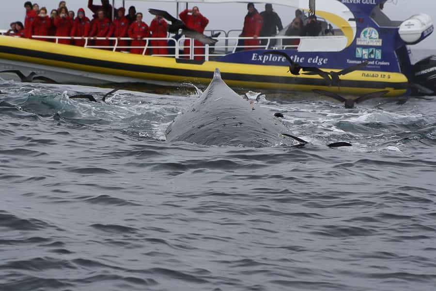 Hobart: Bruny Island Wilderness Coast Eco Cruise with Lunch - Why Bruny Island is best seen from the sea