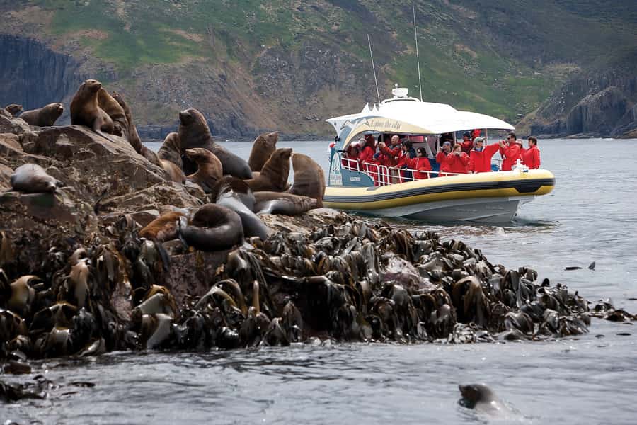 Hobart: Bruny Island Wilderness Coast Eco Cruise with Lunch - Lunch with local Tasmanian produce