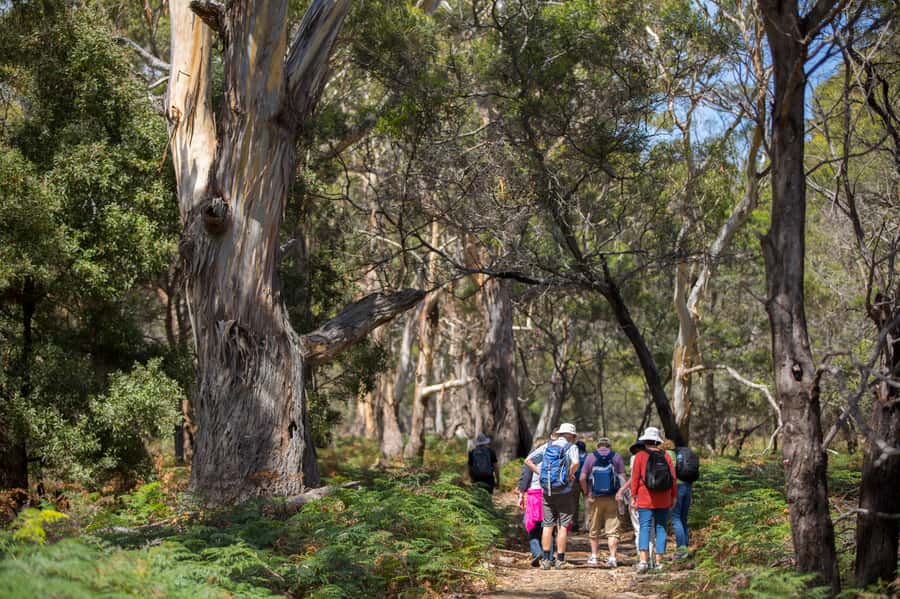 Hobart: Maria Island National Park Active Full-Day Tour - Why Maria Island makes such a good day from Hobart