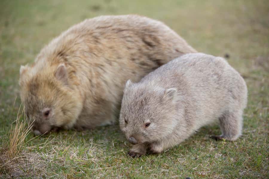 Hobart: Maria Island National Park Active Full-Day Tour - Darlington: convict history without the museum glass