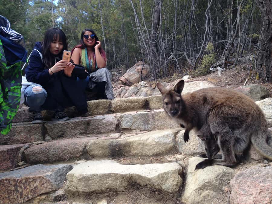 Hobart: Wineglass Bay & Freycinet National Park Active Tour - Honeymoon Bay makes a fine picnic stop