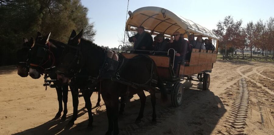 Horse-Drawn Carriage Route Through Doñana Park and The Villa - Through Doñana Park by horse-drawn carriage