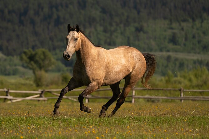 Horseback Riding with Grand Teton Views in Jackson Hole - Choosing between the 90-minute and longer rides