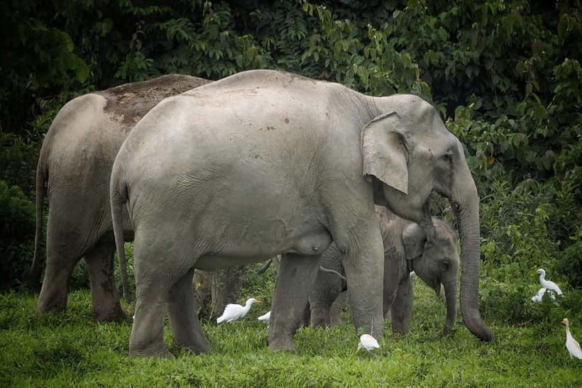 Hua Hin: Kui Buri National Park Wild Elephant Watching - Key points to know before you book