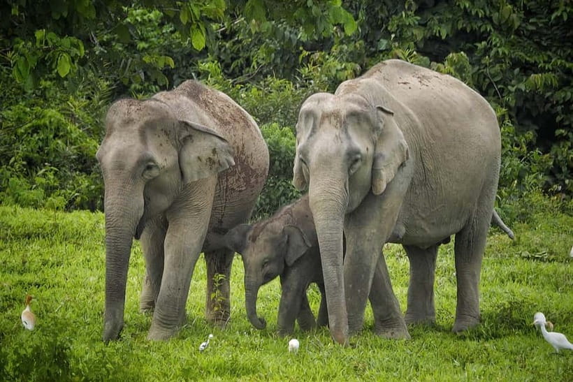 Hua Hin: Kui Buri National Park Wild Elephant Watching - Why Kui Buri is different from an elephant attraction