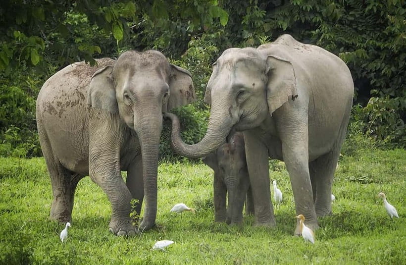 Hua Hin: Kui Buri National Park Wild Elephant Watching - From 3:30 to 6:00 pm in the forest