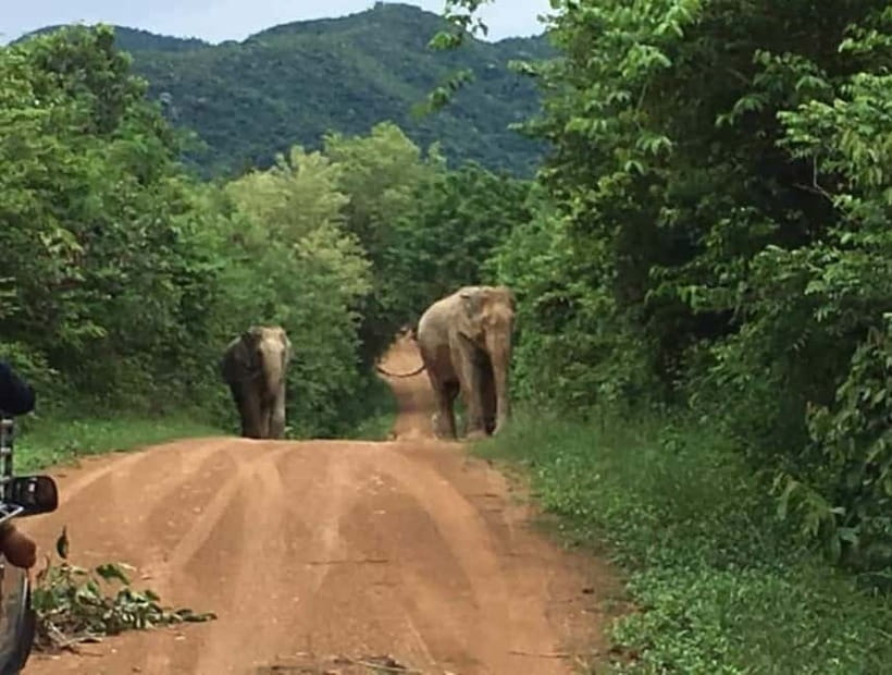 Hua Hin: Kui Buri National Park Wild Elephant Watching - Dinner around 6:30 pm