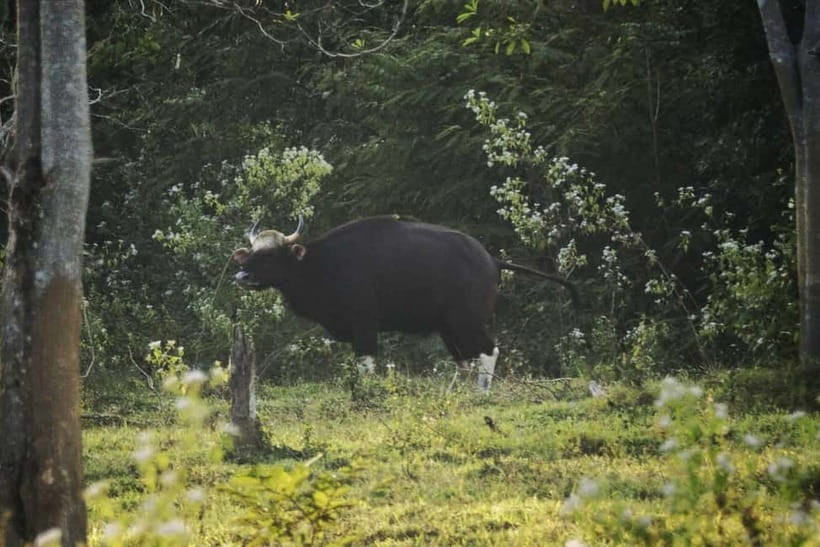 Hua Hin: Kui Buri National Park Wild Elephant Watching - Who should book this afternoon safari?