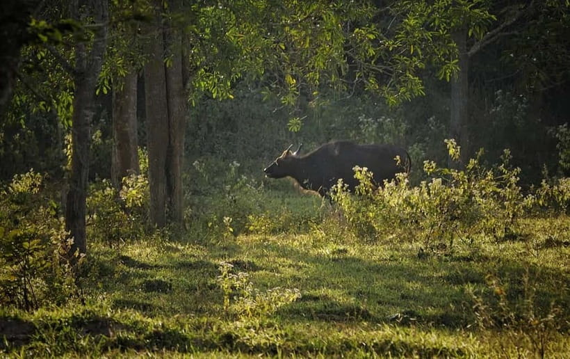 Hua Hin: Kui Buri National Park Wild Elephant Watching - Should you book Kui Buri National Park?