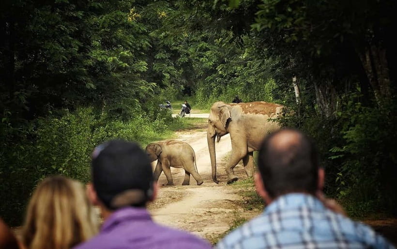 Hua Hin: Kui Buri National Park Wild Elephant Watching - The ride from Hua Hin or Cha Am
