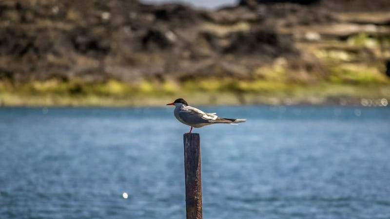 Inside Vila Franca Islet: Guided Nature Reserve Eco Tour - Key Points at a Glance