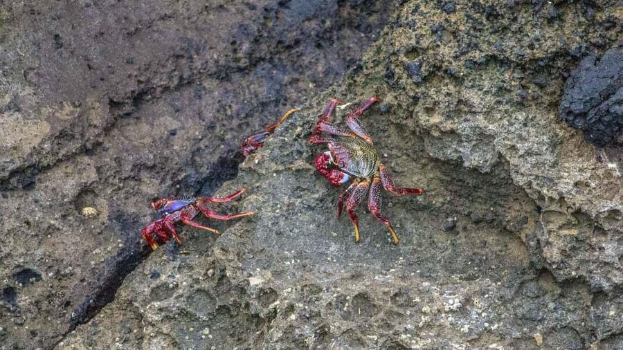 Inside Vila Franca Islet: Guided Nature Reserve Eco Tour - Is the $47 Price Good Value?