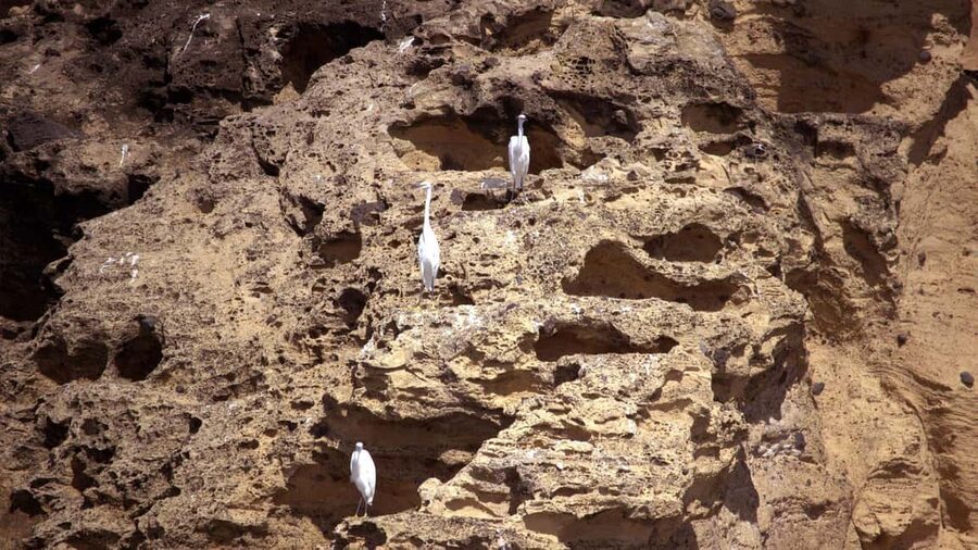 Inside Vila Franca Islet: Guided Nature Reserve Eco Tour - Why Vila Franca Islet Is Worth Your Time