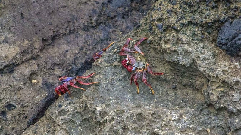 Inside Vila Franca Islet: Guided Nature Reserve Eco Tour - The Zodiac Ride to the Crater