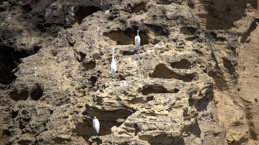 Inside Vila Franca Islet: Guided Nature Reserve Eco Tour - Walking Through an Ancient Volcanic Crater