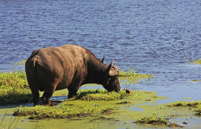 iSimangaliso Wetland Park, Full Day Tour - Why iSimangaliso matters