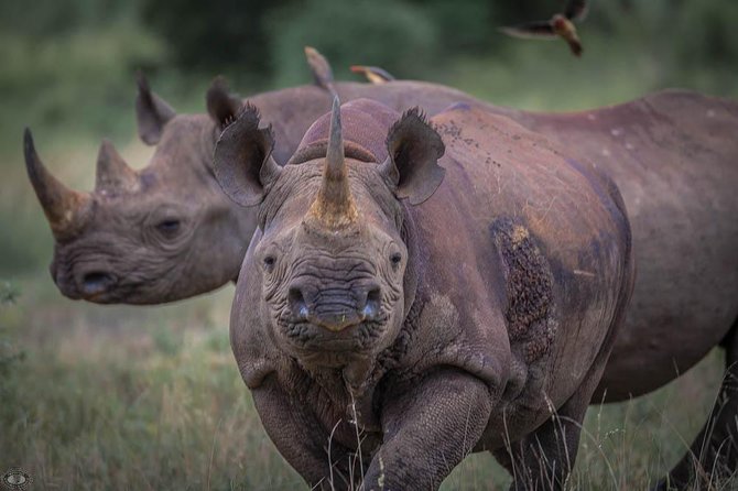 iSimangaliso Wetland Park, Full Day Tour - Game viewing, hides, and loop roads