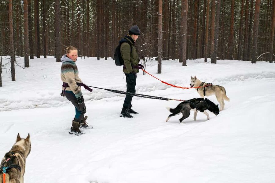 Ivalo - Saariselkä: Husky Walk in the Wilderness - Meeting the Huskies at Ilonka Farm