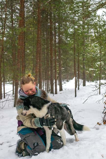 Ivalo - Saariselkä: Husky Walk in the Wilderness - What It Feels Like to Walk With One Dog