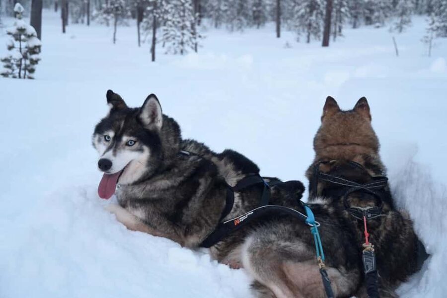 Ivalo - Saariselkä: Husky Walk in the Wilderness - A Warm Drink in a Lappish Hut
