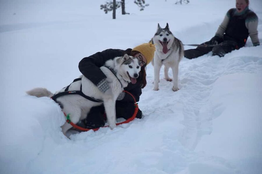 Ivalo - Saariselkä: Husky Walk in the Wilderness - Practical Tips Before You Go