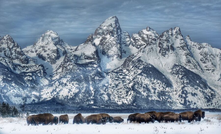 Jackson: Grand Teton and National Elk Refuge Winter Day Trip - Key points to know before booking