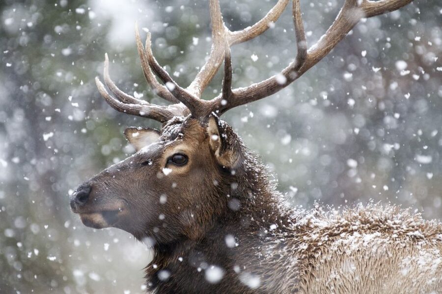 Jackson: Grand Teton and National Elk Refuge Winter Day Trip - The horse-drawn sleigh into the National Elk Refuge