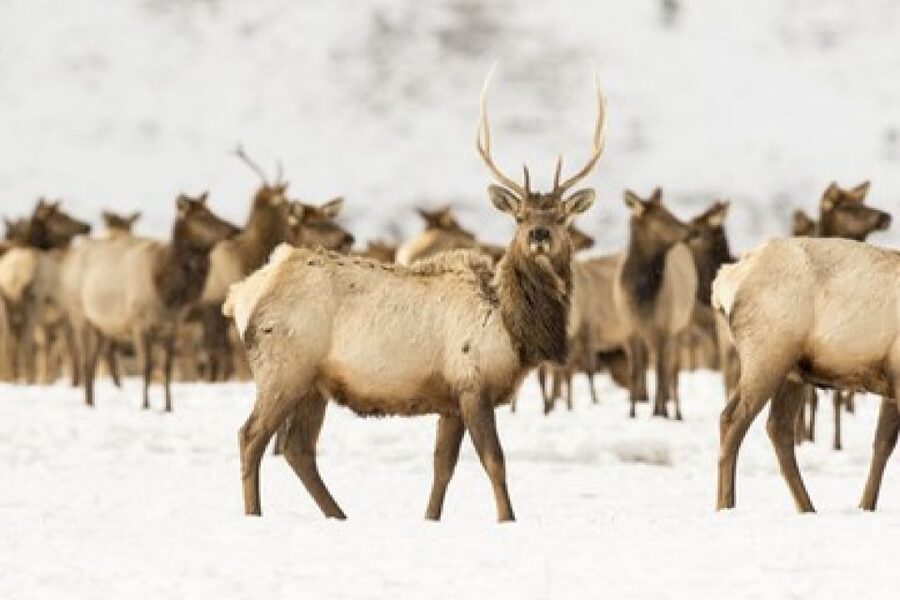 Jackson: Grand Teton and National Elk Refuge Winter Day Trip - What the guide adds to the experience