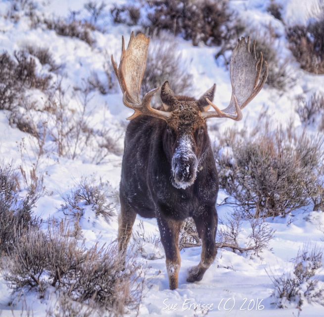 Jackson: Grand Teton and National Elk Refuge Winter Day Trip - Is $219 a fair price?