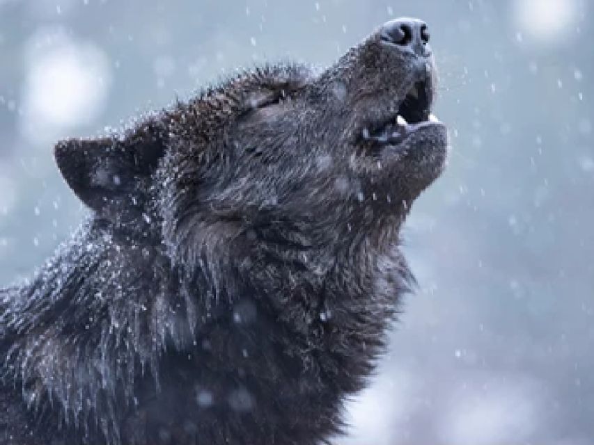 Jackson: Grand Teton and National Elk Refuge Winter Day Trip - Who should book this day trip?